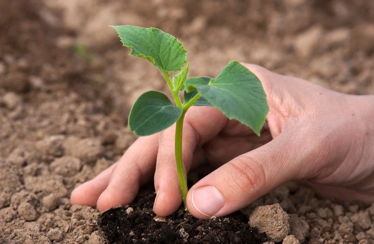 Рассаду огурцов высаживают в открытый грунт осторожно, чтобы избежать повреждения корневой системы.