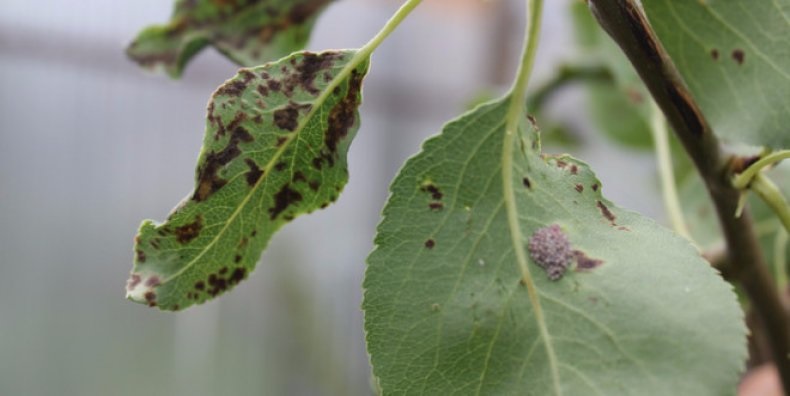 Бактериальный ожог листьев грушевого дерева