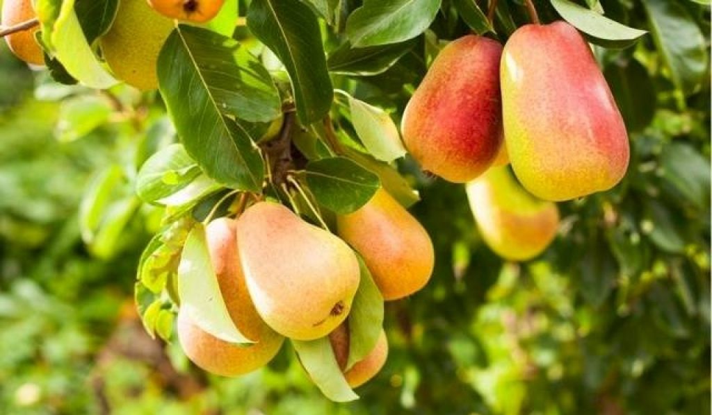 Грушевые деревья возникли в Азии