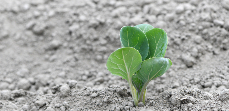 Борьба с сорняками