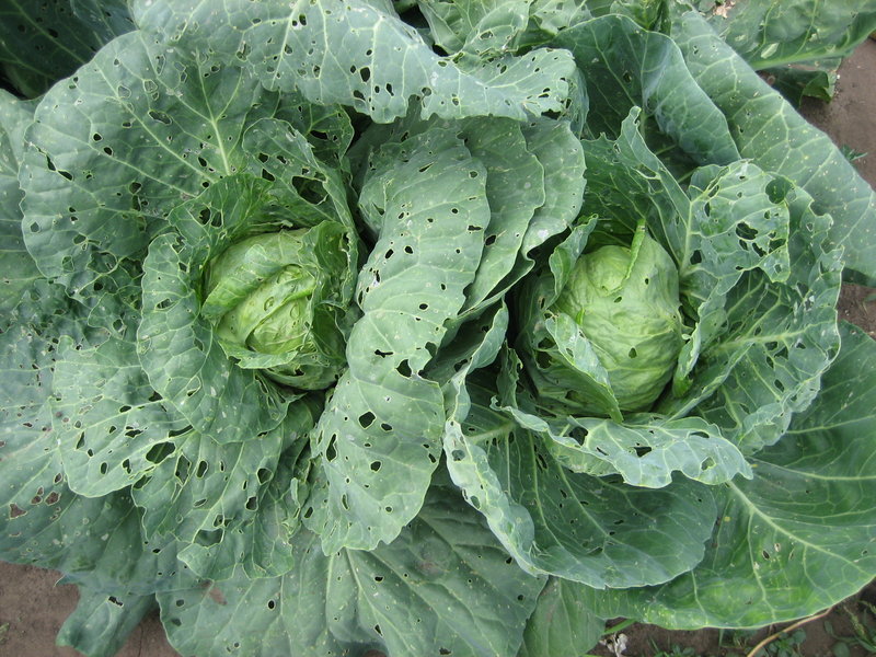 Болезни капусты