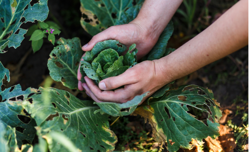 Капуста, поражена вредителями