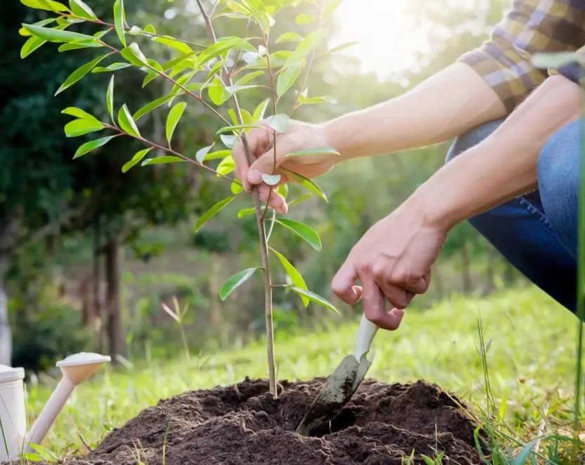 Правильная посадка саженцев деревьев Правильная посадка саженцев деревьев