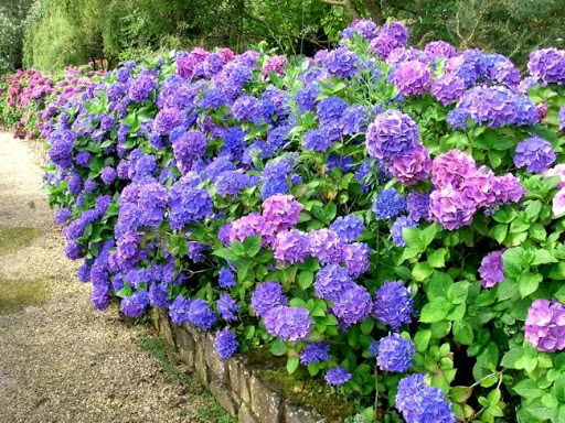 Окислення гортензії