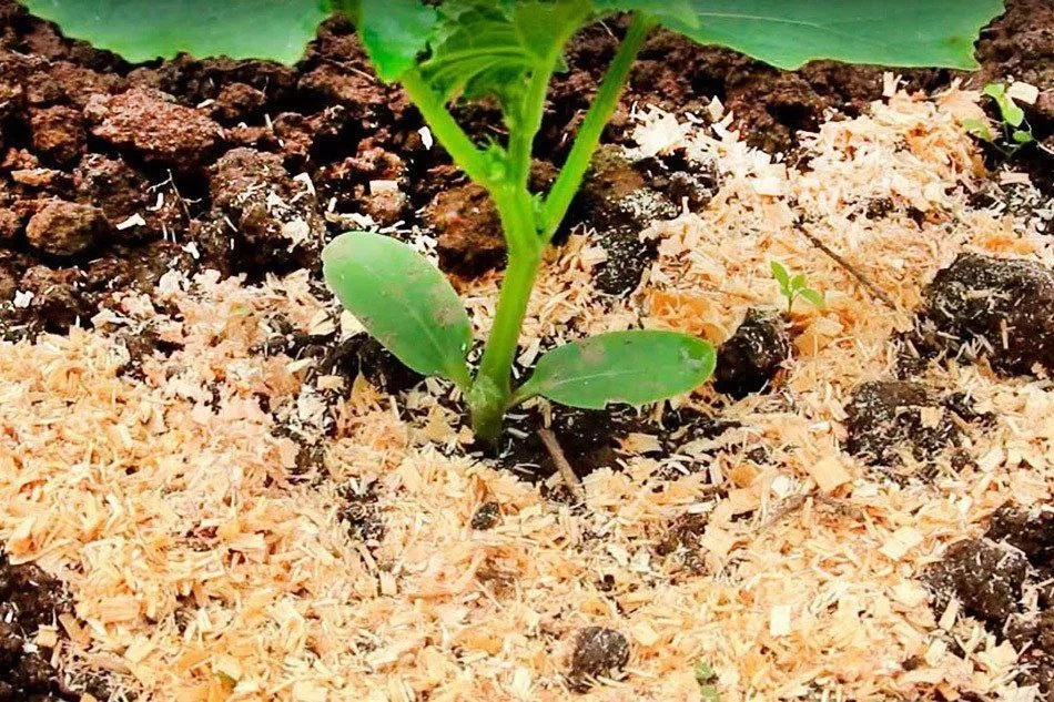 Перепревшие опилки – это натуральный материал, который идеально подходит для мульчирования. Перепревшие опилки – это натуральный материал, который идеально подходит для мульчирования.