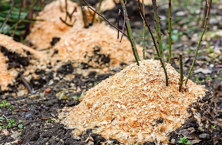 Опилки могут быть эффективным средством против вредителей. Опилки могут быть эффективным средством против вредителей.