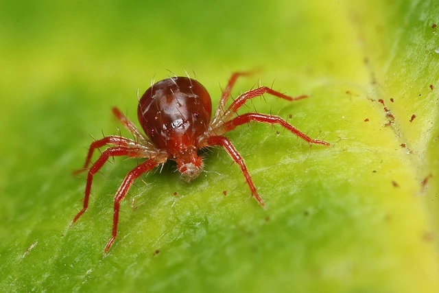 Фруктовый клещ