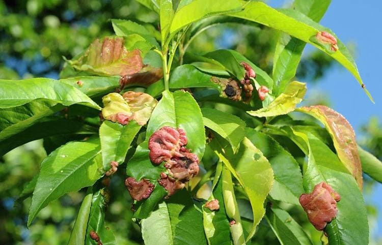 Кудрявость листьев персиков