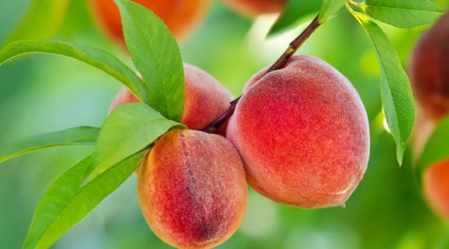 Плоды персиков