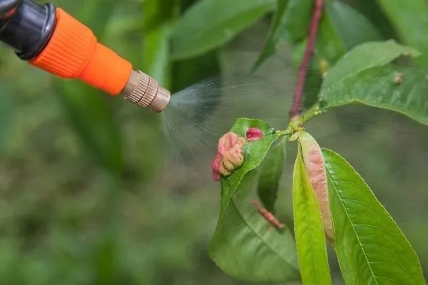 Профилактика опрыскивания персика