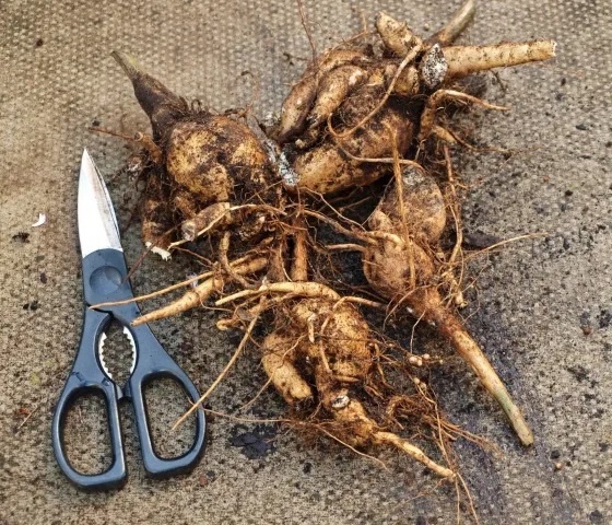 Корневая система георгин Корневая система георгин