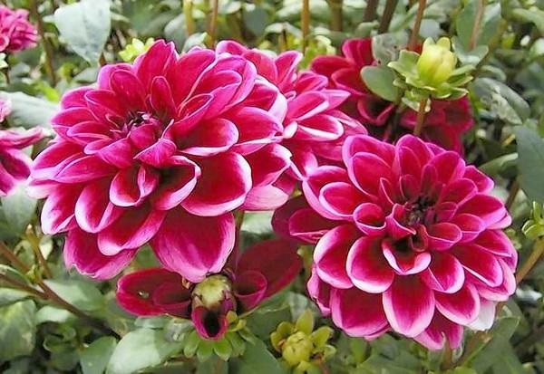 Георгины Георгины