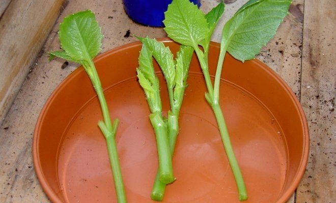 Черенки георгин Черенки георгин