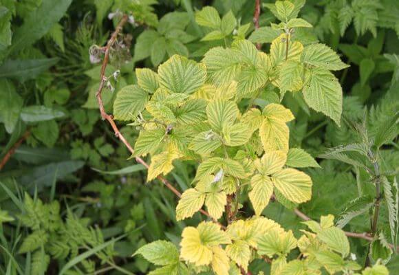 Почему желтеют листья малины