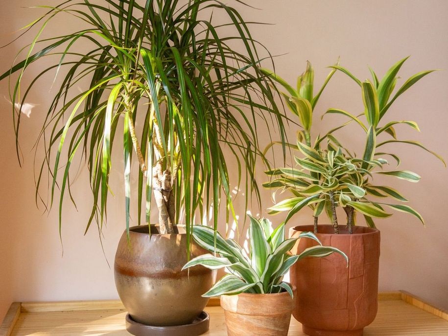 Причины, по которым листья драцены могут сохнуть и опадать