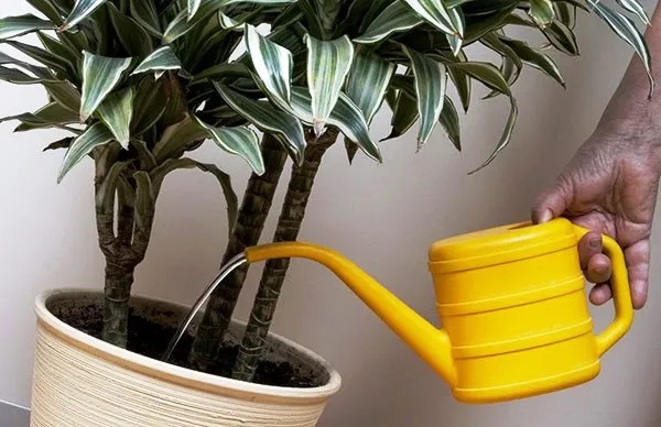 Как защитить драцену от пожелтения и опадания листьев?