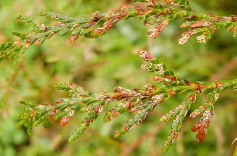 Туя может желтеть из-за вредителей и болезни.