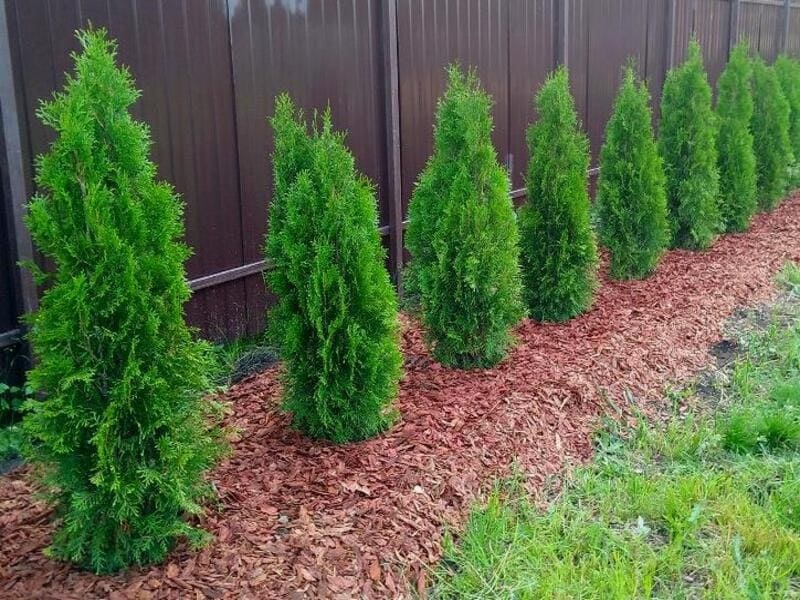 Желтеет туя: в чем причина и как помочь ей?