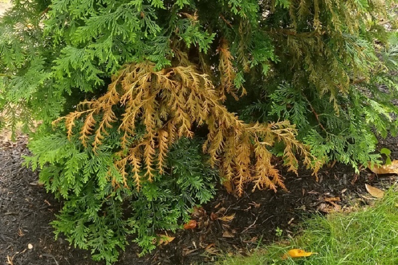 Что делать, если туя желтеет после зимы?