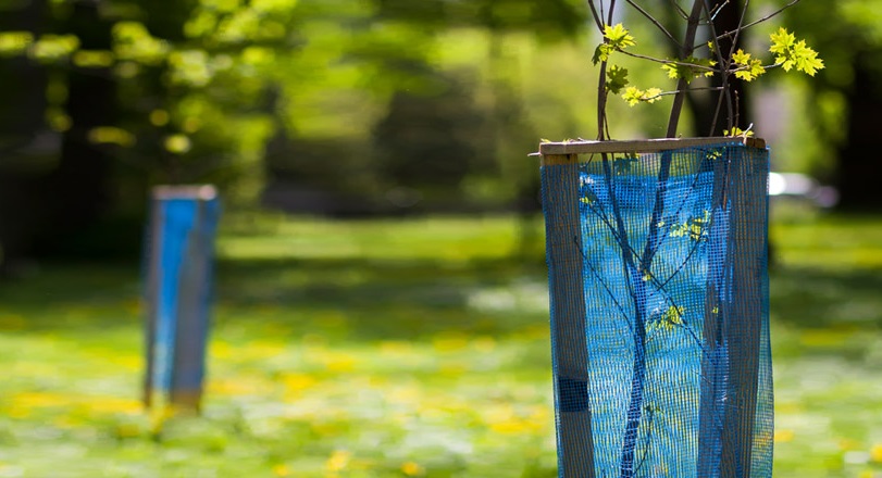 Утепление молодых деревьев поможет сохранить тепло.