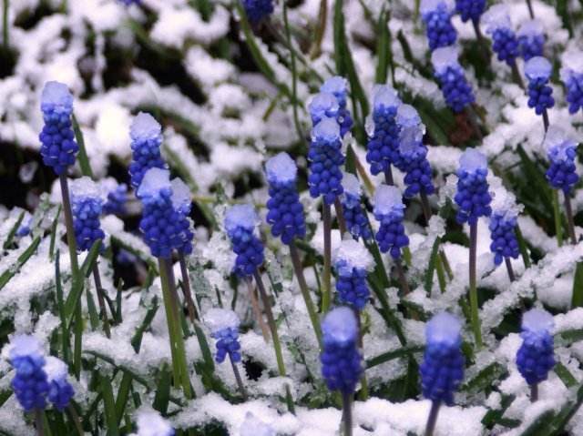 Мускари Мускари