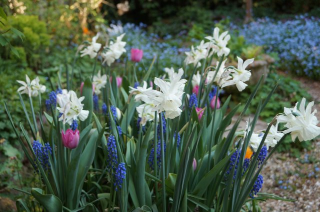 Нарциси Нарциси