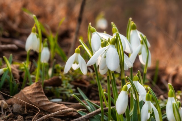 Пролісок Пролісок