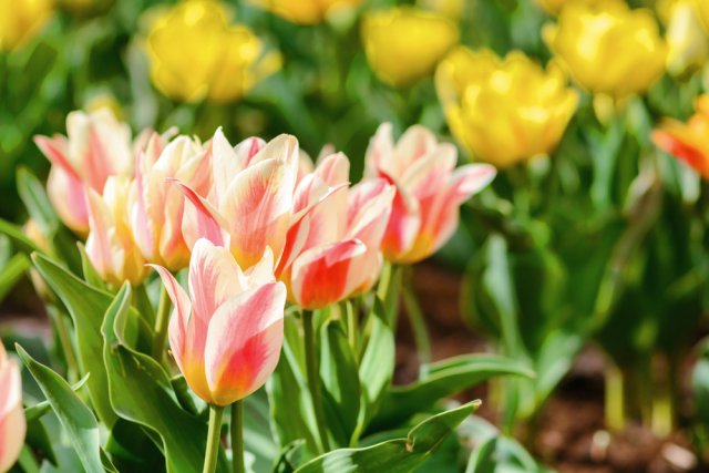 Тюльпани Тюльпани