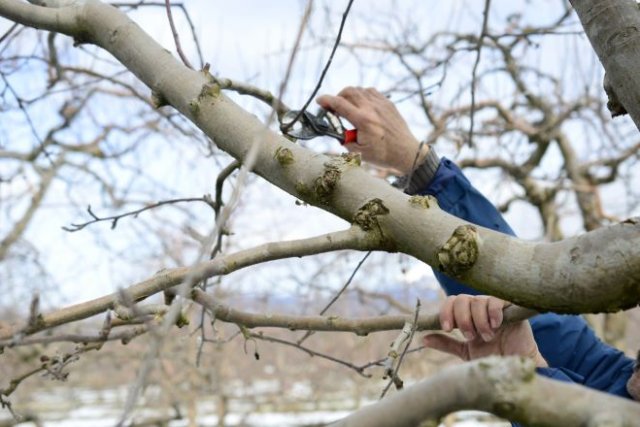 Зимняя обрезка деревьев