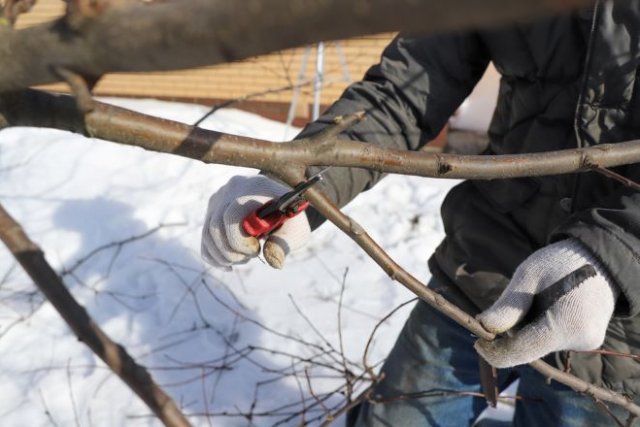 Интересные факты о зимней обрезке