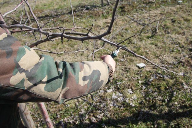 Как делать обрезку растений зимой? Как делать обрезку растений зимой?