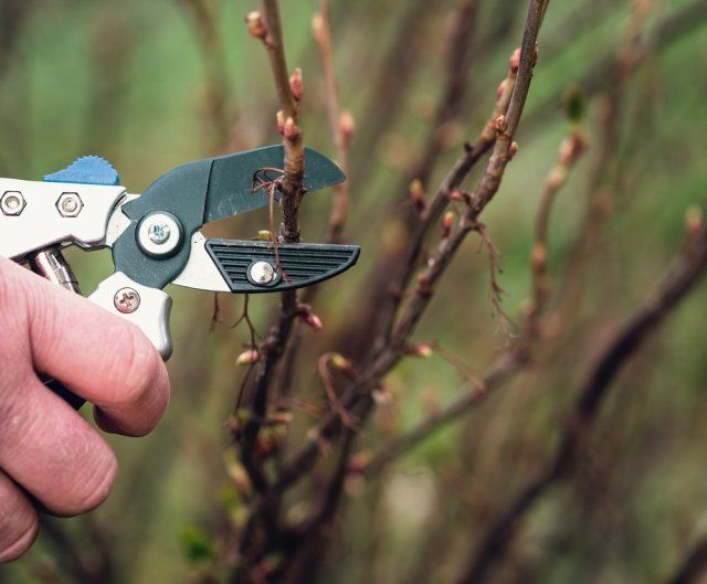 Какие растения не нужно обрезать зимой? Какие растения не нужно обрезать зимой?