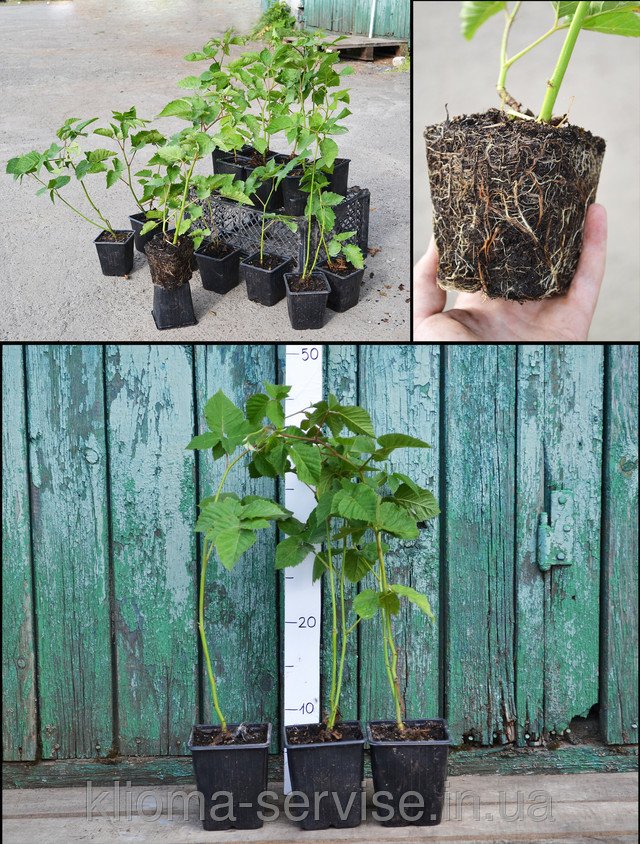 саженцы ежевики купить с доставкой по Украине, ежевика купить недорого