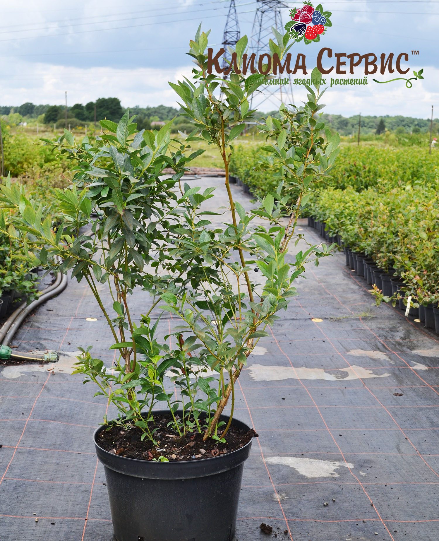 голубика в контейнере, саженцы гоубики высокорослой купить