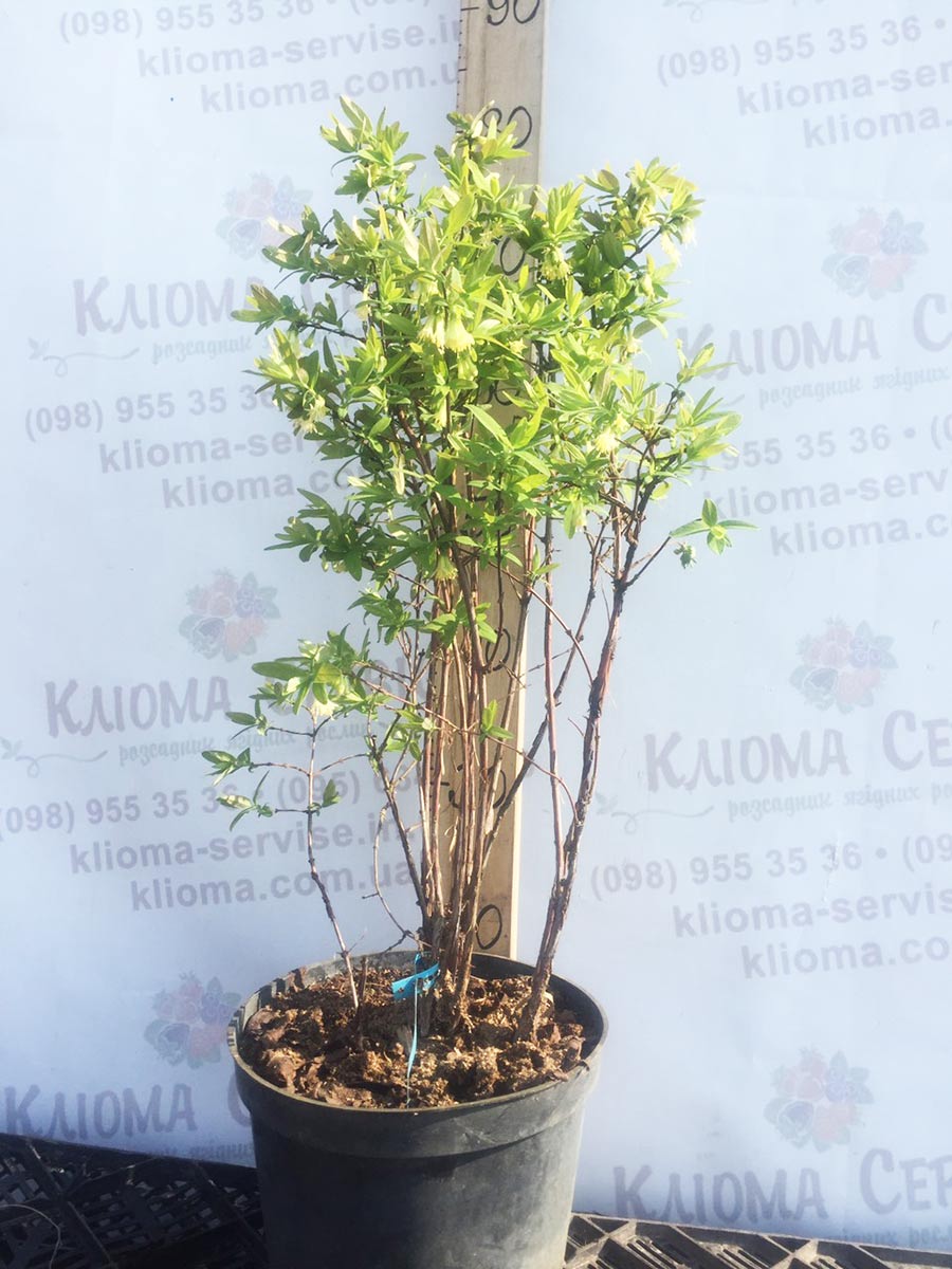 саженцы жимолости, купить саженцы жимолости в Украине, жимолость съедобная