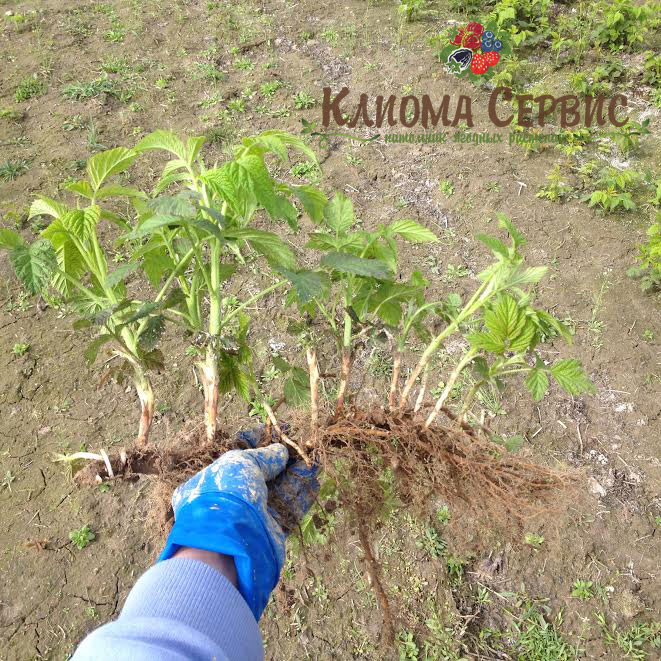 Зеленые саженцы малины сорт Джоан Джей купить в Украине