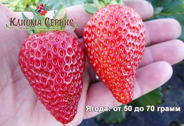 клубника альбион, купить рассаду клубники Альбион в Украине, заказать клубнику оптом