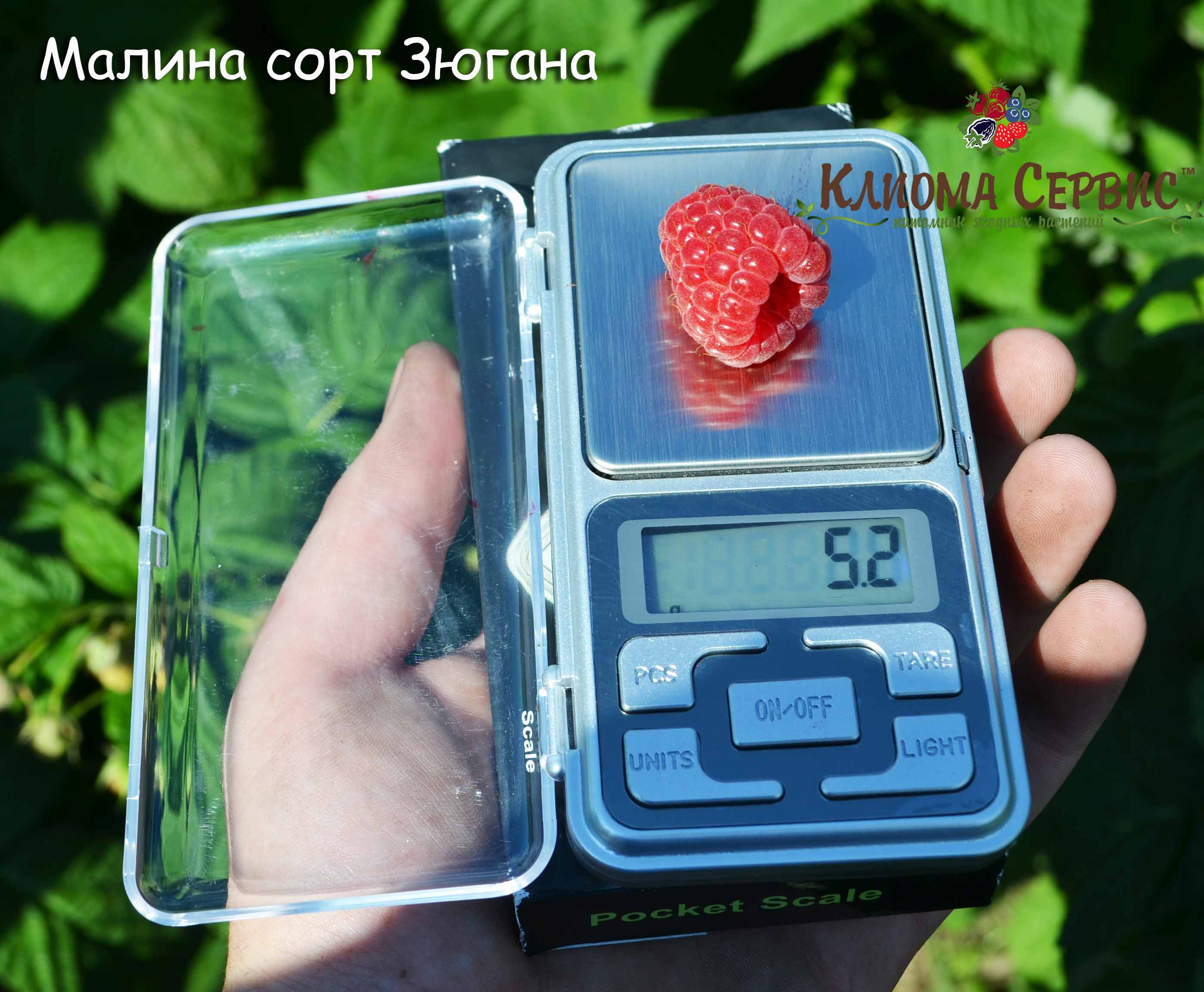 малина зюгана, купить саженцы малины сорт Зюгана, ягода малины зюгана