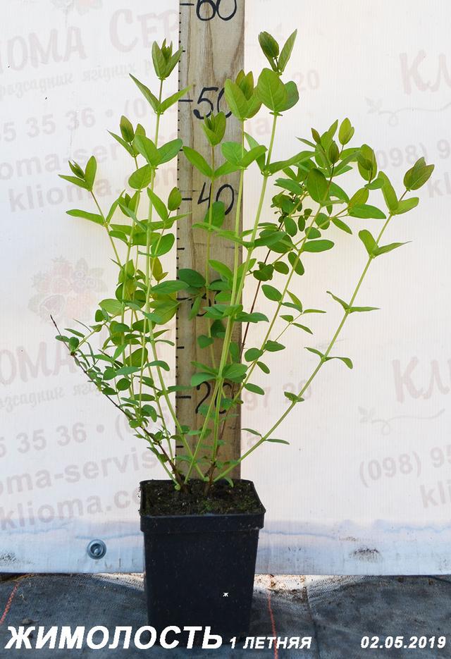 саджанці жимолості купити оптом в Україні