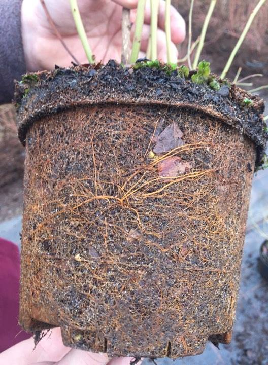 корневая система голубики садовой, купить саженцы голубики в Украине