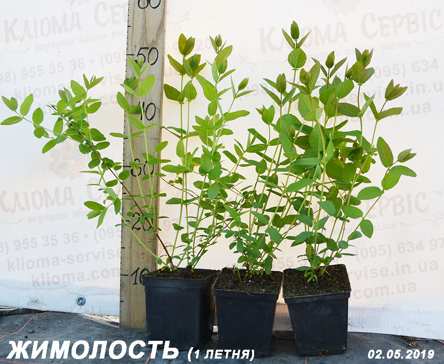 саджанці жимолості купити в Україні з доставкою