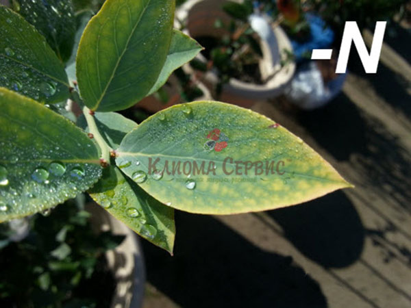 нехватка азота для голубики. дефицит азота для голубики высокорослой фото