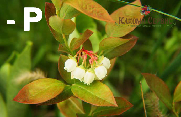 Дефицит фосфора для голубики. Фото болезни нехватка фосфора для голубики