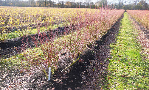 плантация голубики высокорослой, саженцы голубики