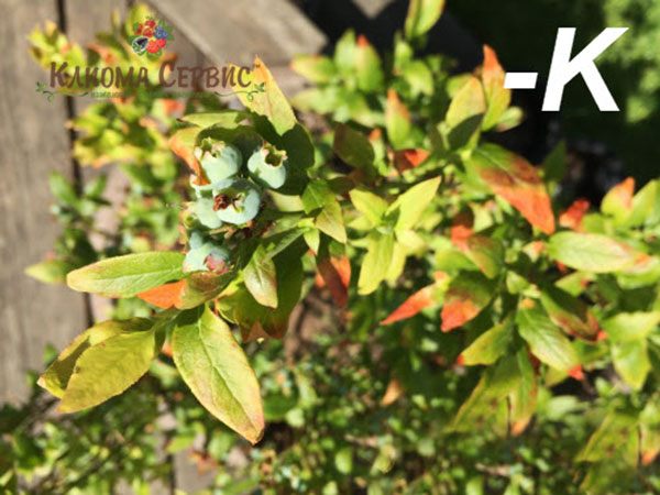 Болезни голубики связанные с нехваткой калия. Как выглядит нехватка калия для голубики