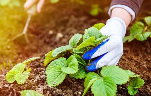 уход за клубникой фриго, как правильно ухаживать за клубникой весной