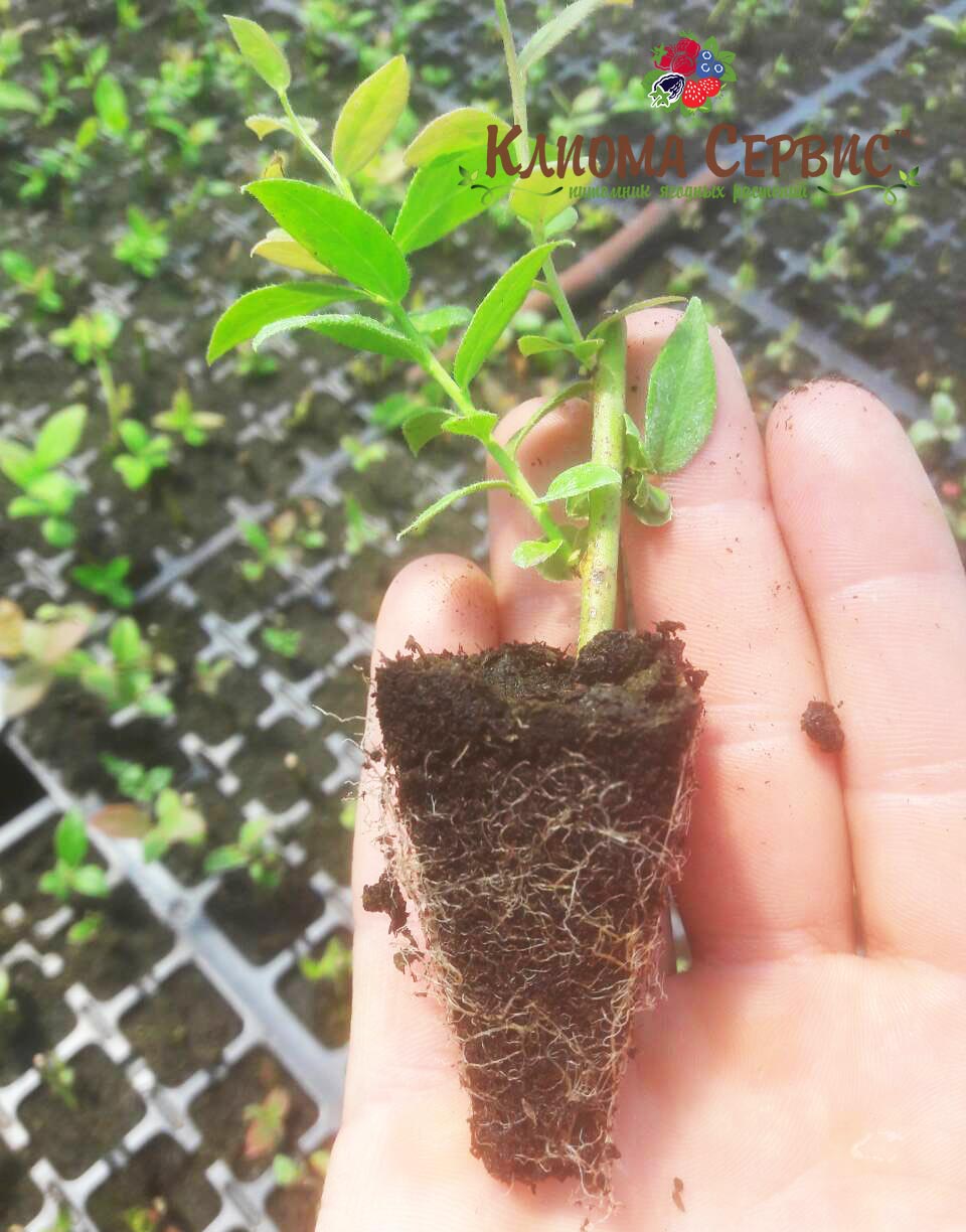 укоренившиеся черенки голубики в мультиплатах