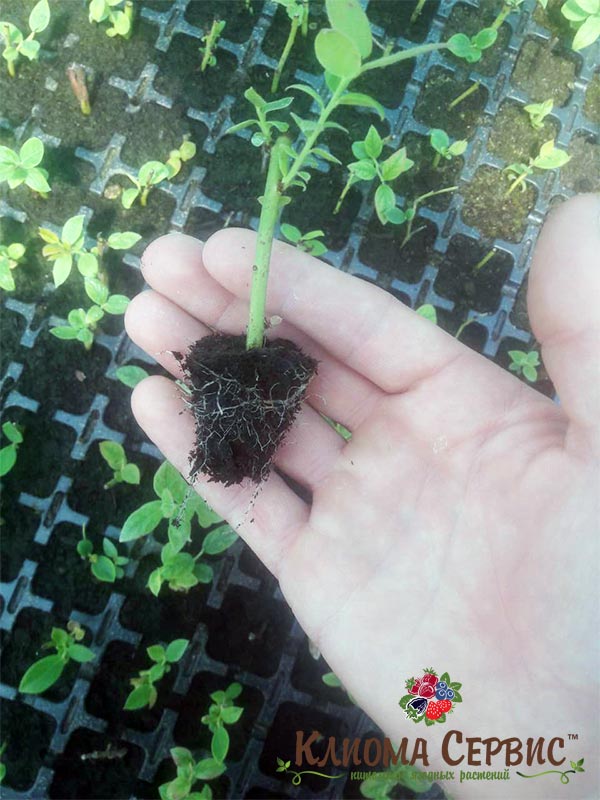 черенки голубики, укоренение голубики, разножение голубики высокорослой