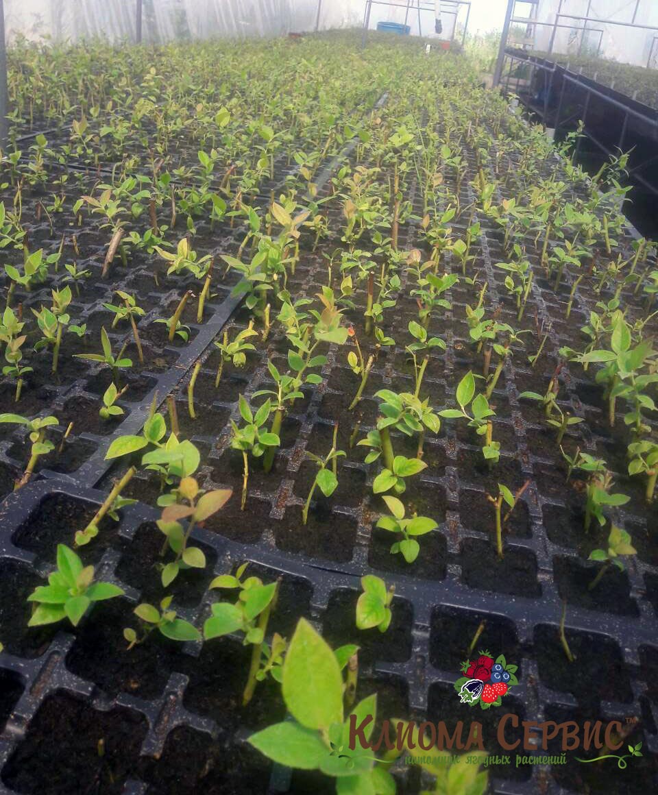 Размножение голубики полуодревесневшими черенками